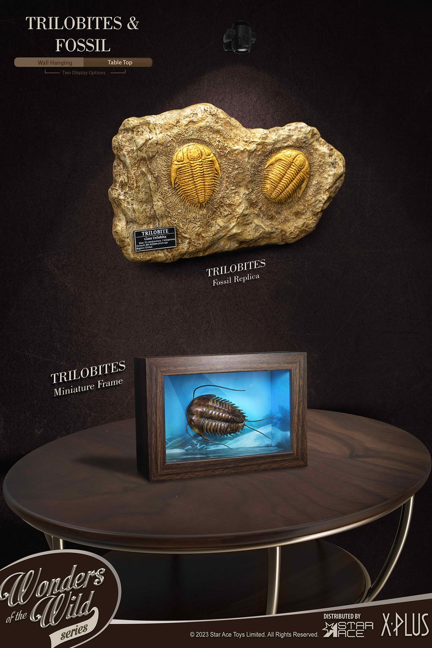2900-trilobites-miniature-frame-fossil-deluxe-1.jpg