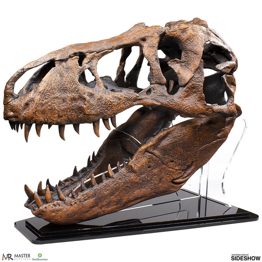 T-Rex Skull